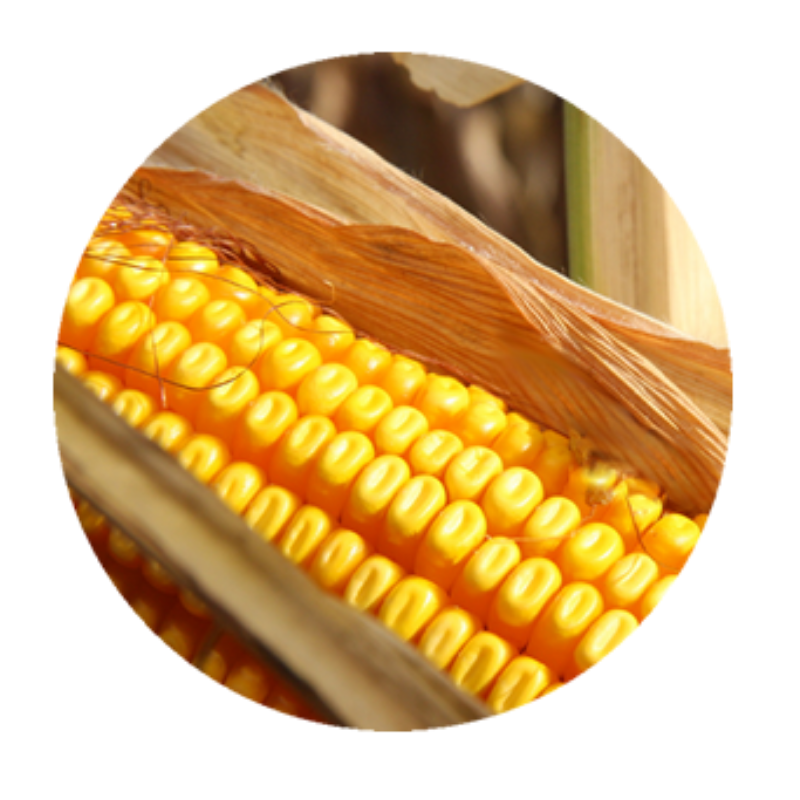 Different Types of Corn
